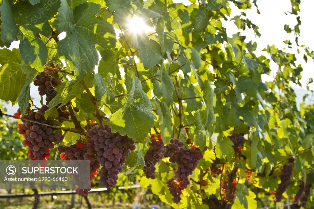 Ripe Gewurtztraminer grapes, Meyer Family Vinards, Okanagan Falls, BC, Canada.