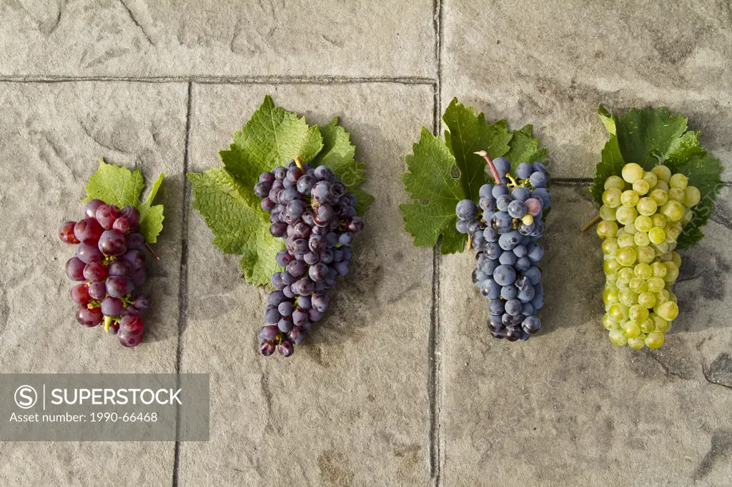 Ripe Gewurtztraminer, Pinot Noir, Merlot and Chardonnay grapes, Meyer Family Vineyards, Okanagan Falls, BC, Canada..