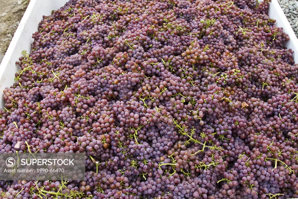 Harvested ripe Gewurtztraminer grapes, Meyer Family Vinards, Okanagan Falls, BC, Canada.