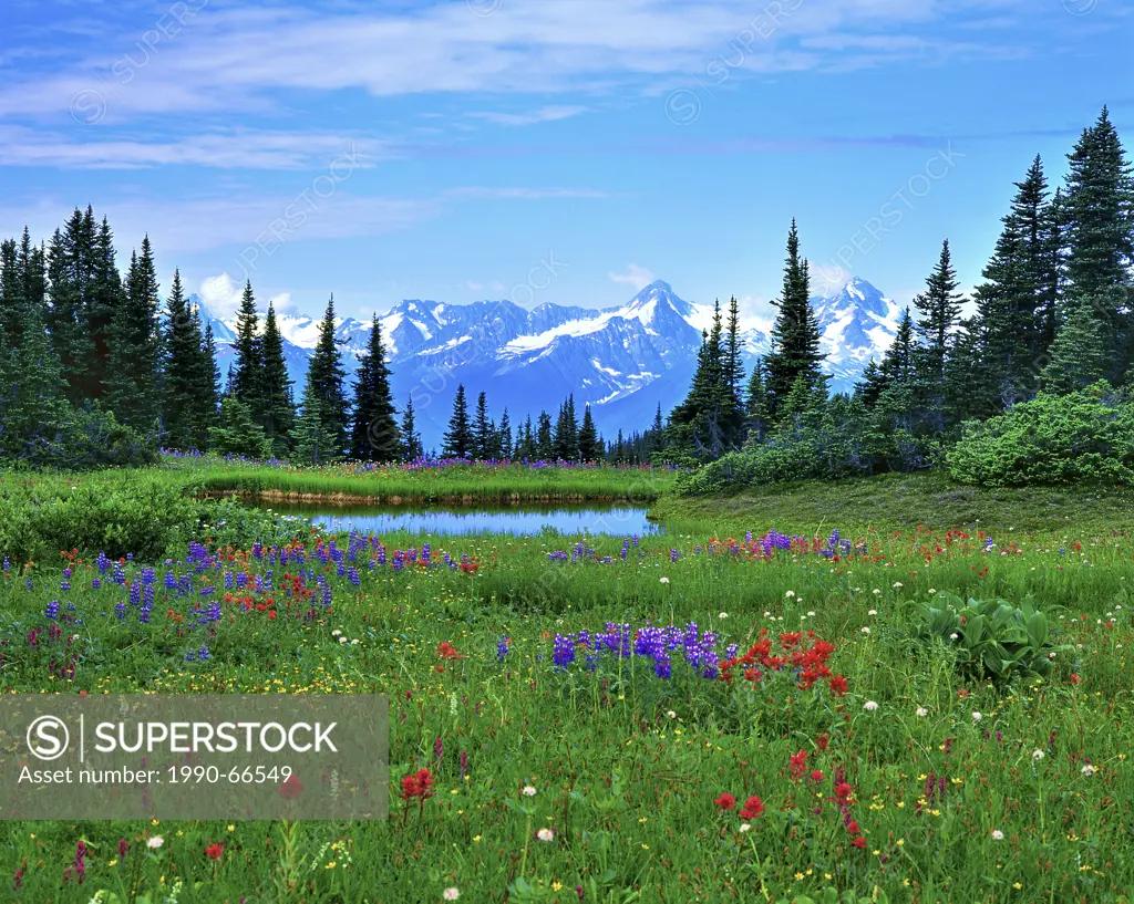 A summer landscape image of wildflowers, Lupens and Indian Paintbrush, growing along a shallow pond high in the mountain alpine region near Smithers B...