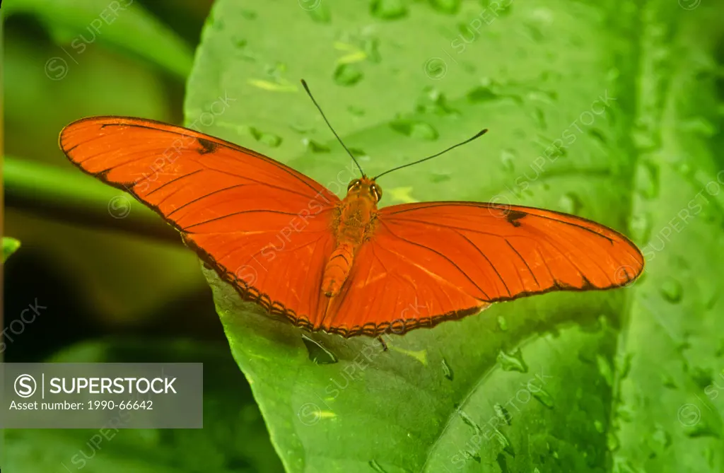 Julia Butterfly, Dryas iulia, dorsal view, Mexico through Central America