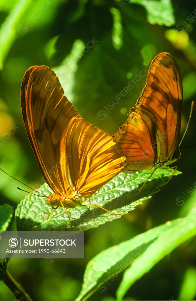 Julia Butterflies mating, Dryas iulia USA through neo_tropics