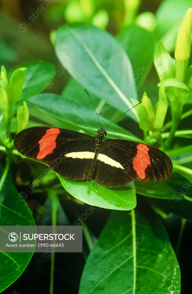 Melpomene Longwing Butterfly, Heliconius melpomene rosina, dorsal view, Costa Rica & Panama