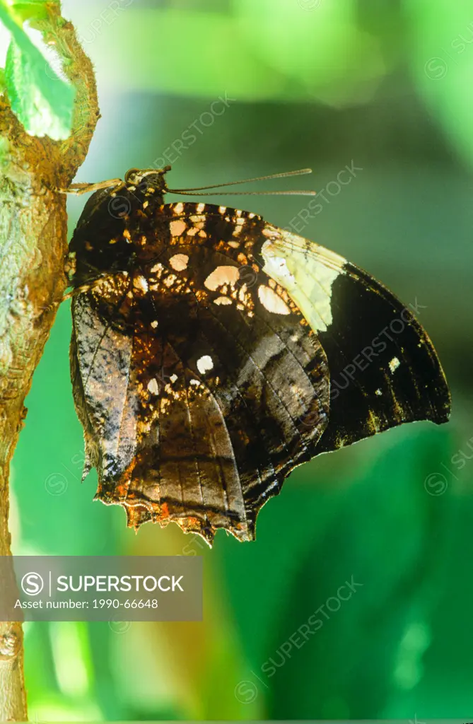 Marbled Leafwing Butterfly or Silver_studded Leafwing Butterfly, Hypna clytemnestra male, ventral view, Mexico to Argentina.