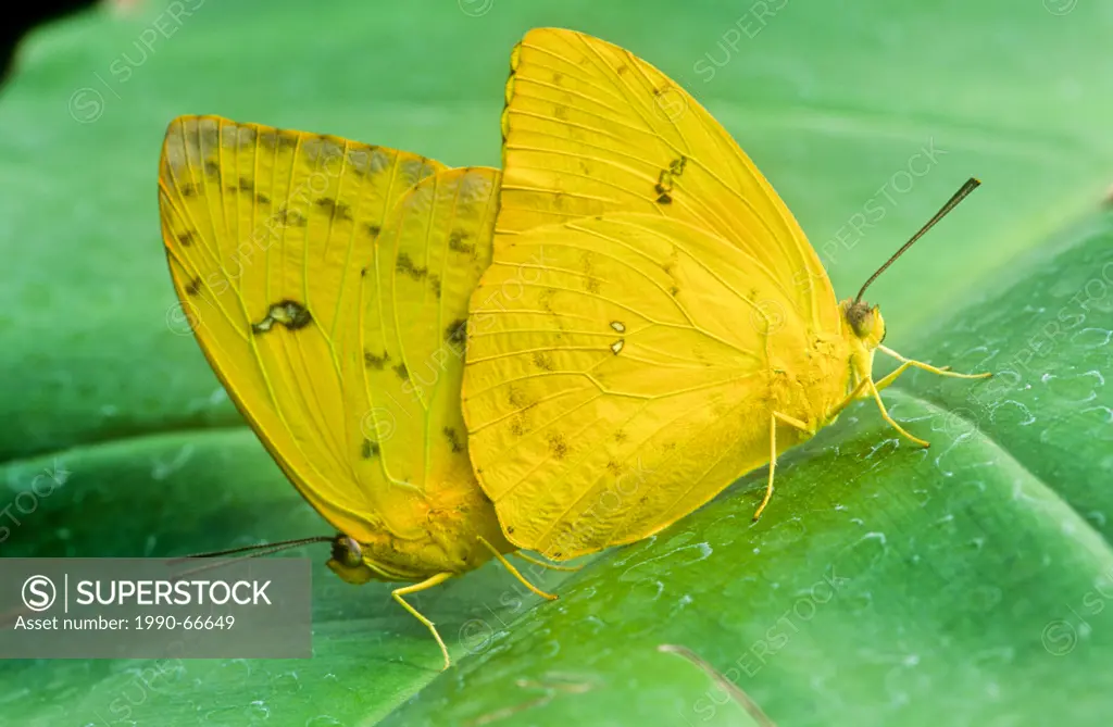 Orange_barred Sulphur Butterflies mating, Phoebis philea philea ventral view, S W USA strays far N, S TX to Peru, Galapagos Is., Hawaii