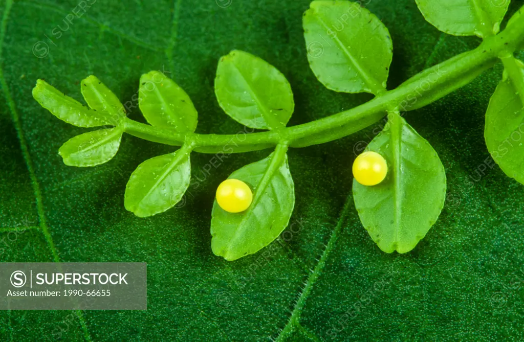 The King Swallowtail or Thoas Swallowtail Butterfly eggs, Papilio thoas, North America from April to July depending on the location, and In South Amer...