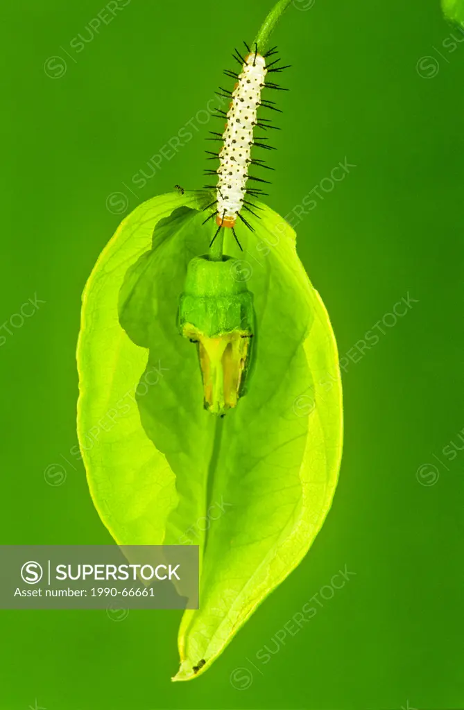Hecale Longwing Butterfly larva, Heliconius hecale zuleika
