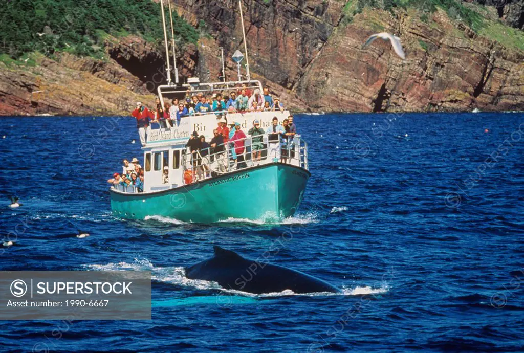 Whale-watching boat with humpback whale in foreground, Witless bay ecological reserve, Newfoundland, Canada