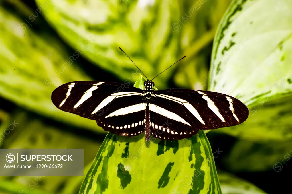 The Zebra Longwing Butterfly or Zebra Heliconian Butterfly,  Heliconius chartonius, dorsal view, North, Central and South America, as well as the Cari...