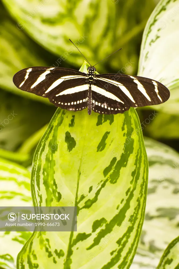 Heliconius chartonius, Zebra long_wing, adult butterfly, dorsal view