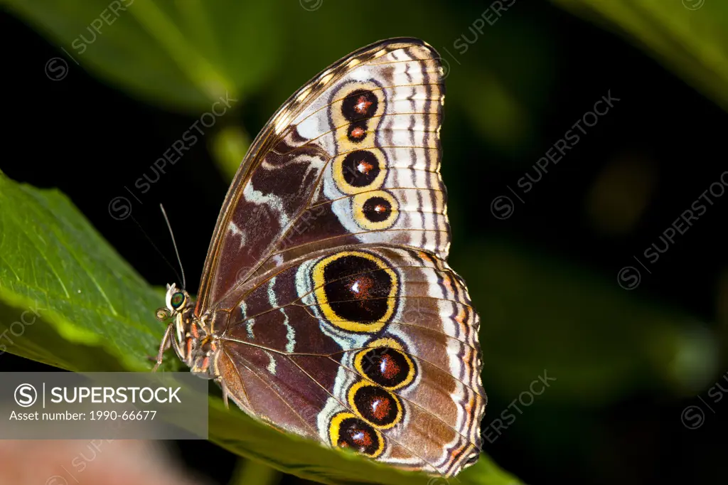 Morpho Adult Butterfly, Morpho peleides limpida, ventral view, Costa Rica