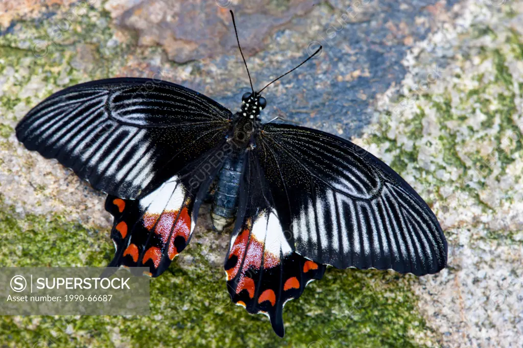 Common Mormon Butterfly, Papilio polytes, female, dorsal view, southern Asia