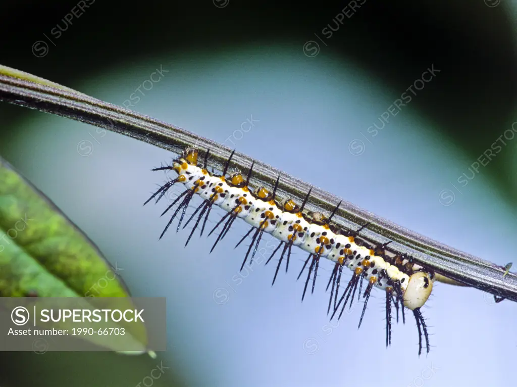 Zebra Longwing Butterfly larva, Heliconius charitonius, Costa Rica
