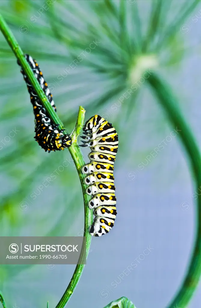 Eastern Black Swallowtail larva, Papilio polyxenes, fifth instar, feeding,