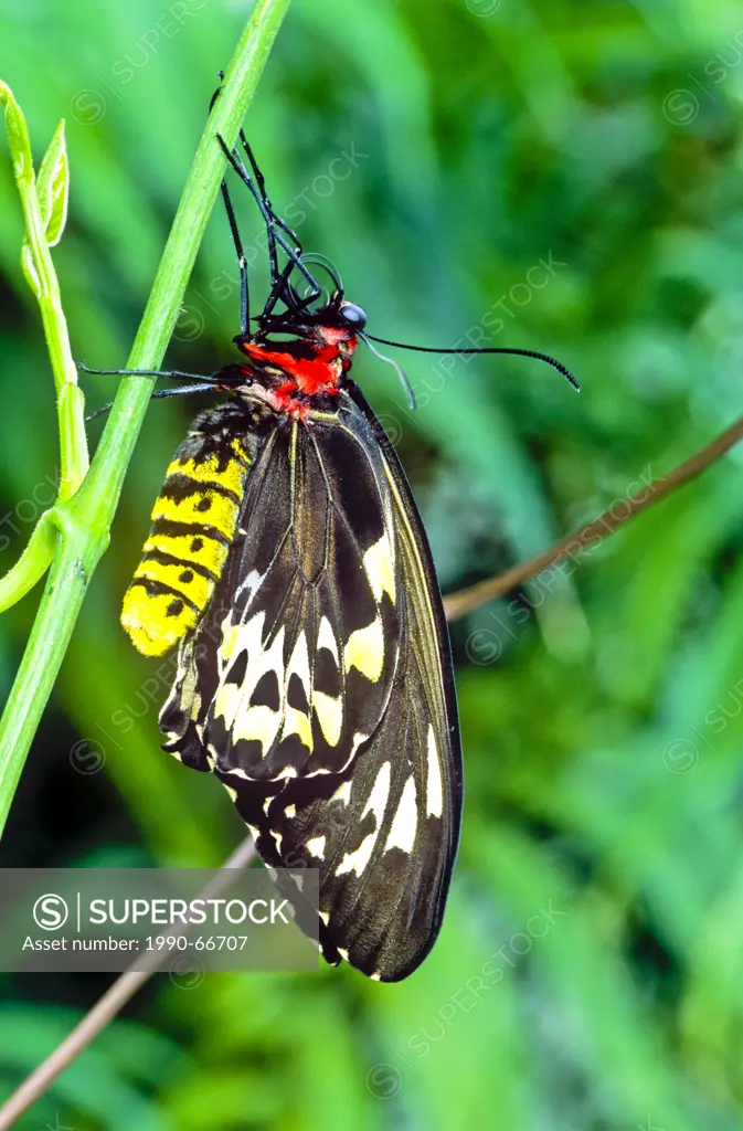 Cairns Birdwing Butterfly,Ornithoptera euphorion, female ventral view, northeastern Australia