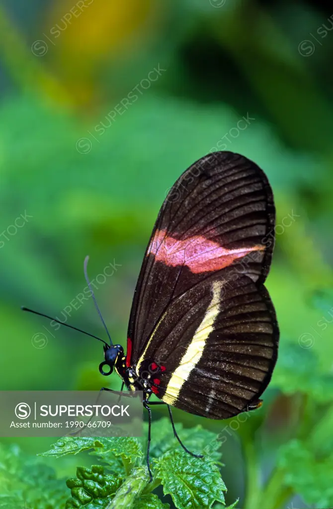 Melpomene Longwing Butterfly, Heliconius melpomene rosina butterfly, ventral view, Costa Rica & Panama