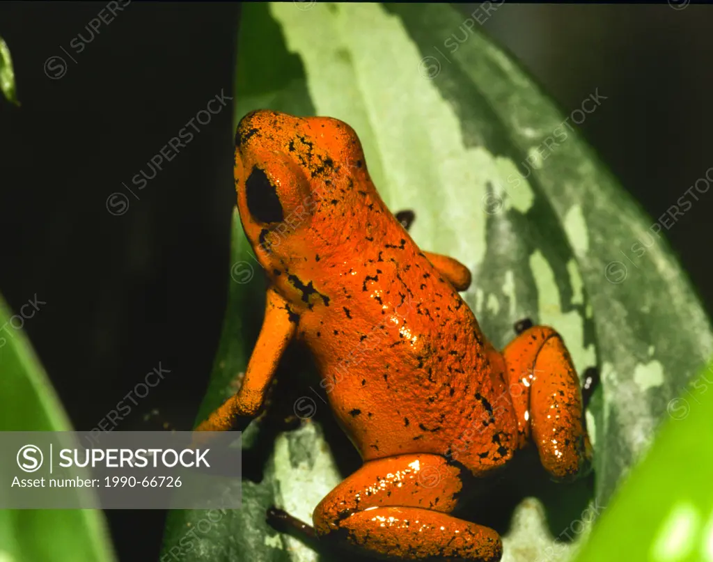 Arrow_poison Frog, Dendrobates pumilio, Costa Rica