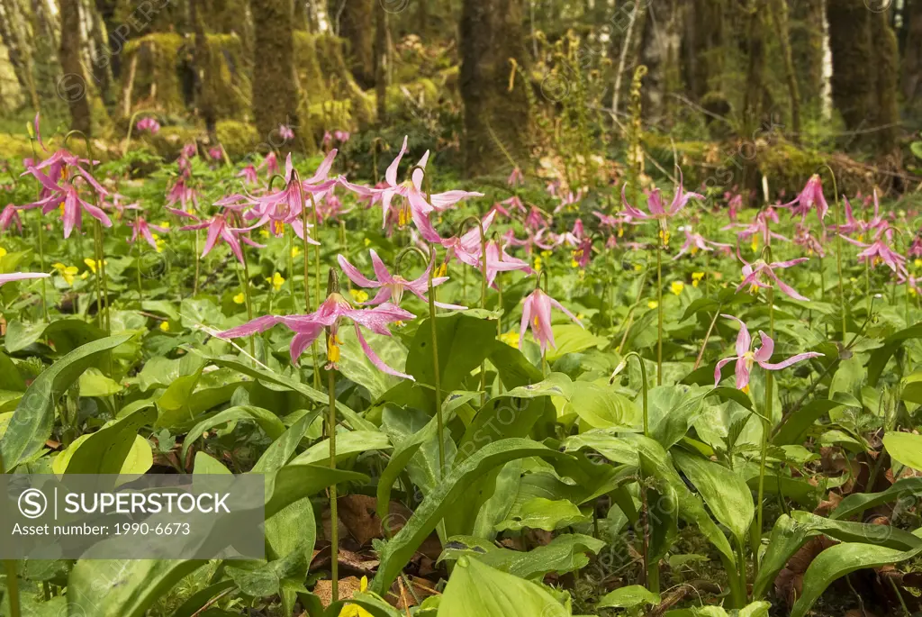 Pink fawn lilies bloom in spring at Honeymoon Bay Ecological Reserve near Lake Cowichan on Vancouver Island, British Columbia, Canada