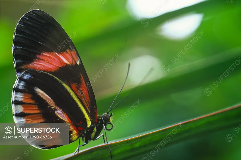 The Postman Butterfly, Common Postman, or simply Postman Butterfly, Heliconius melpomene, ventral view