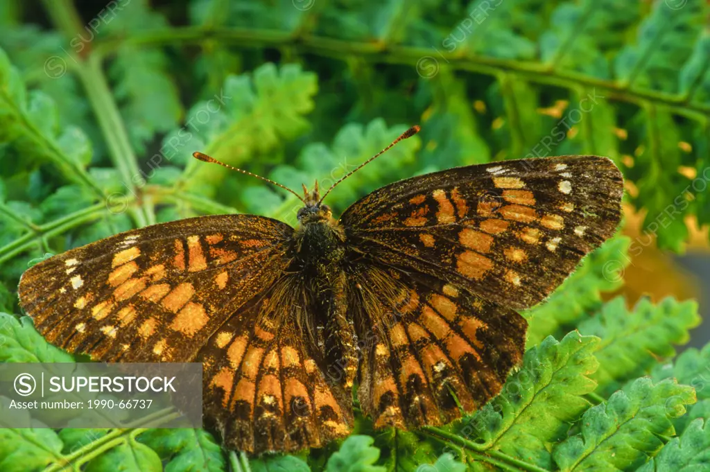 Harris´ Checkerspot Butterfly, Charidryas harrisii