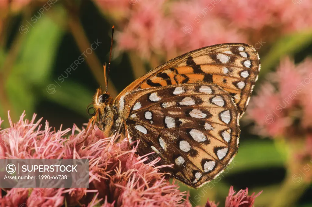 Edward´s Fritillary Butterfly, Speyeria edwardsii, ventral view