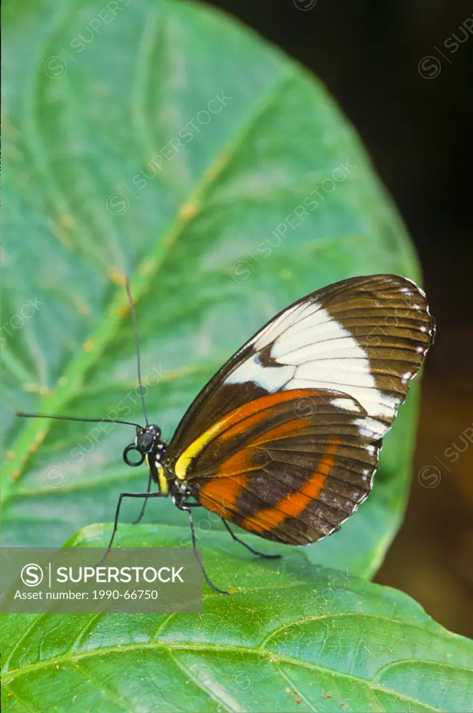 Sapho Longwing Butterfly, Heliconius sapho leuce, Ventral view, SE Mexico to Costa Rica, Atlantic slope