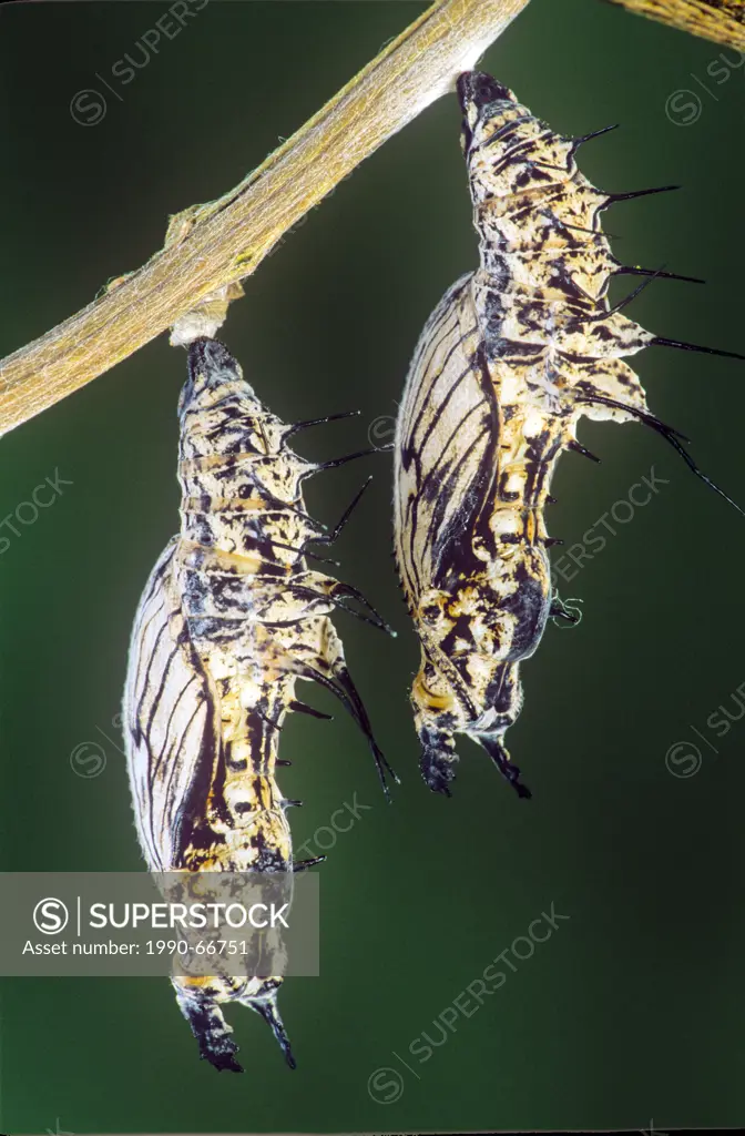Sapho Longwing Butterfly pupae, Heliconius sapho leuce, SE Mexico to Costa Rica, Atlantic slope