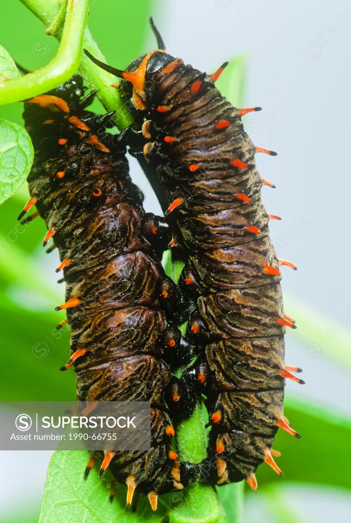 Polydamas Swallowtail Butterfly larva, Battus polydamus, Costa Rica