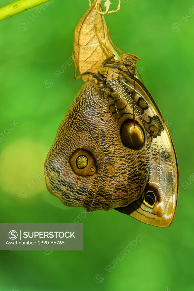 Scalloped Owl_Butterfly, Opsiphanes quiteria quirinus emerging from pupa, ventral view Costa Rica
