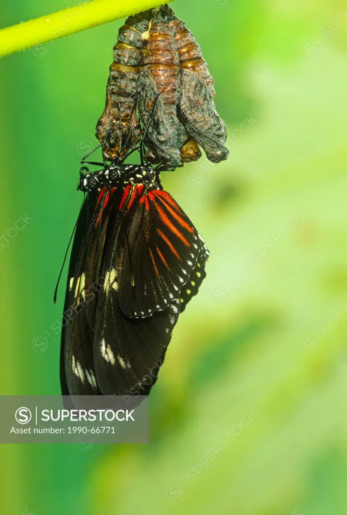 Doris longwing Butterfles, Doris Butterflies, Heliconius doris, emerging from pupae, Dorsal view, Costa Rica
