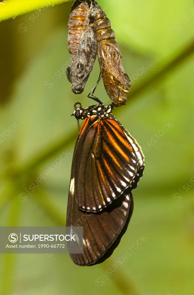 Doris longwing Butterfly, Doris Butterfly, Heliconius doris, emerging from pupae, Dorsal view, Costa Rica