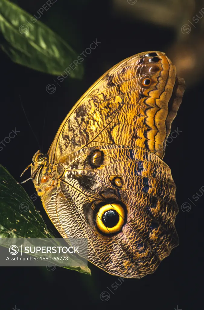 Caligo brasiliensis sulanus, Owl Butterfly, Order: Lepidoptera, Suborder: Rhopalocera, Arthropods, Adult, Costa Rica, Vertical