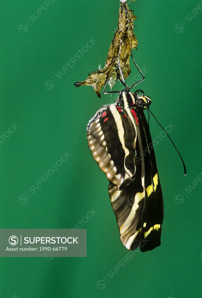 Zebra_longwing Butterfly, Heliconius charitonius, emerging from pupal stage, ventral view, Costa Rica
