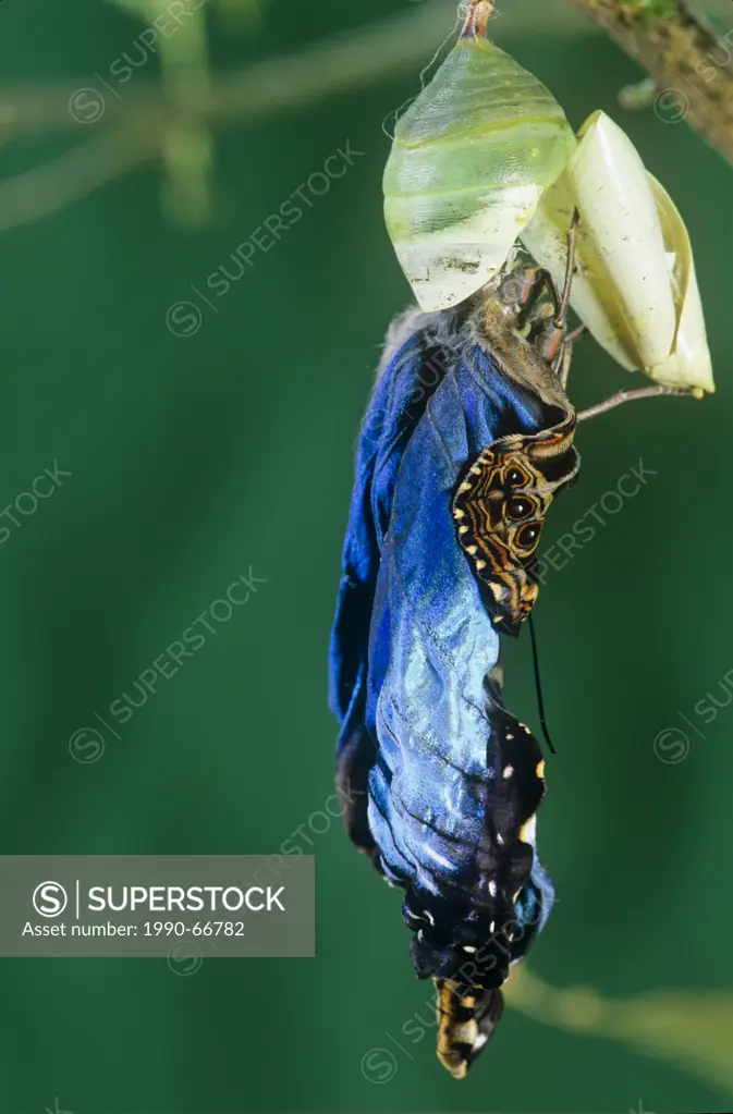 Adult Blue Morpho Butterfly, Morpho peleides limpida, emerging from pupa case