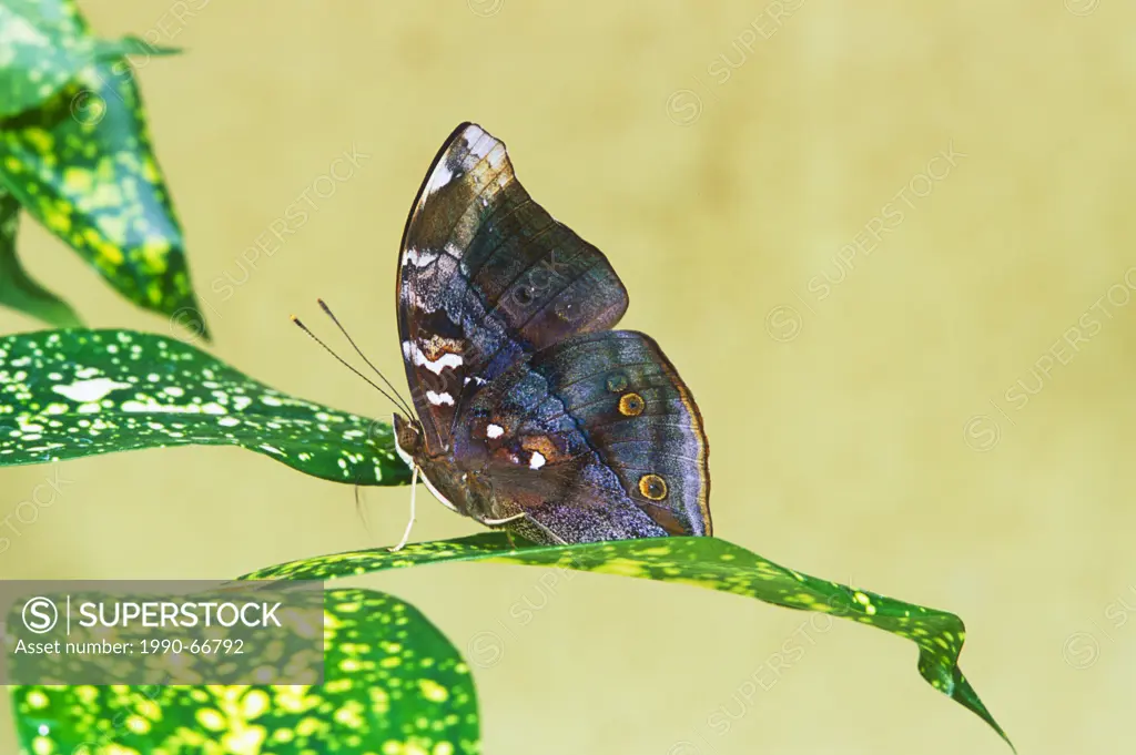 Autumnleaf Butterfly, Doleschalia bisaltide Adult Butterfly. Ventral View, Malaysia,