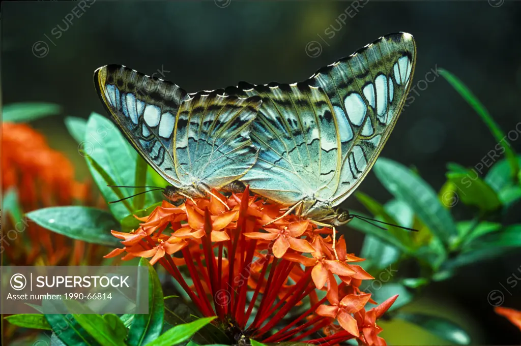 Blue Clipper Butterflies mating, Parthenos sylvia lilacinus, ventral view, South and South_East Asia