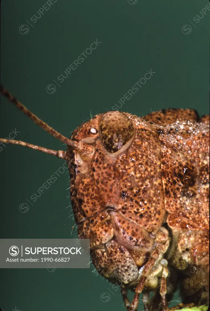 Dissosteira carolina, close_up, Carolina Locust