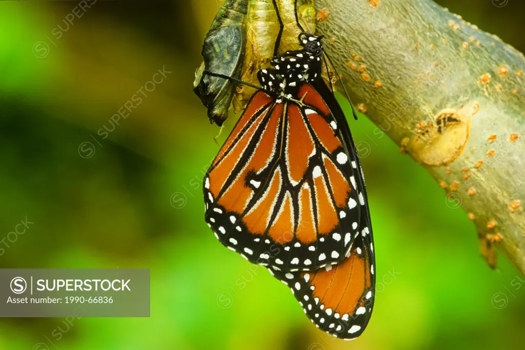 Queen Butterfly, Danaus gilippus thersippus butterfly emerging from pupal case, ventral view, continental, SW USA & TX strays far N to Colom