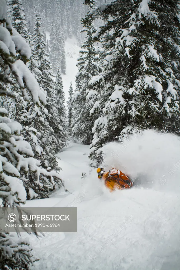 A male backcountry skier gets a deep faceshot while ski touring at Icefall Lodge, Golden, BC