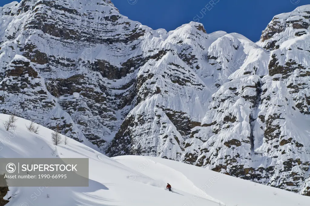 A male backcountry skier on tele skis find deep powder on a bluebird day. Mt. Bell, Banff National Park, AB