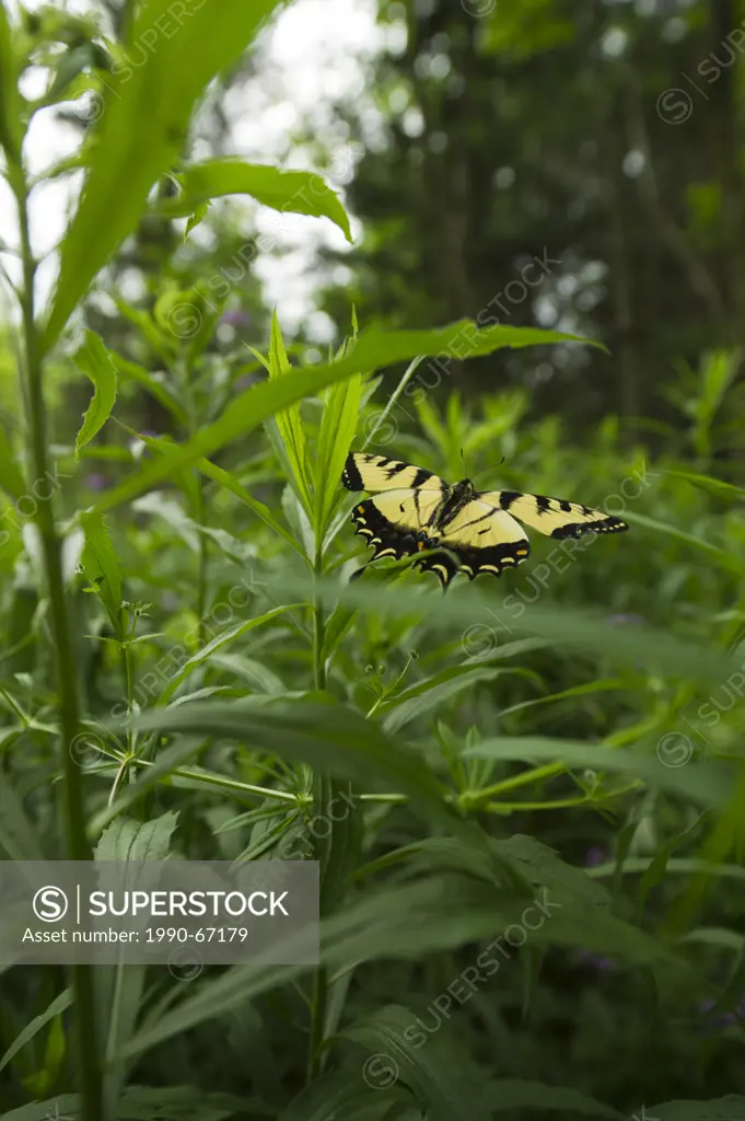 Canadian tiger swallowtail butterfly Papilio canadensis flying over the grass