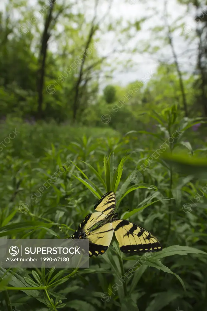 Canadian tiger swallowtail butterfly Papilio canadensis flying over the grass