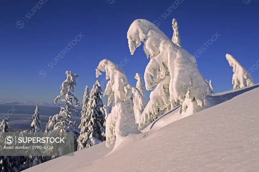 Snow covered trees, Mount Seymour Provincial Park, British Columbia, Canada