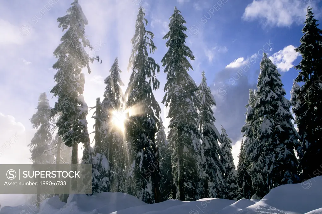 Light through trees, Mount Seymour Provincial Park, North Vancouver, British Columbia, Canada