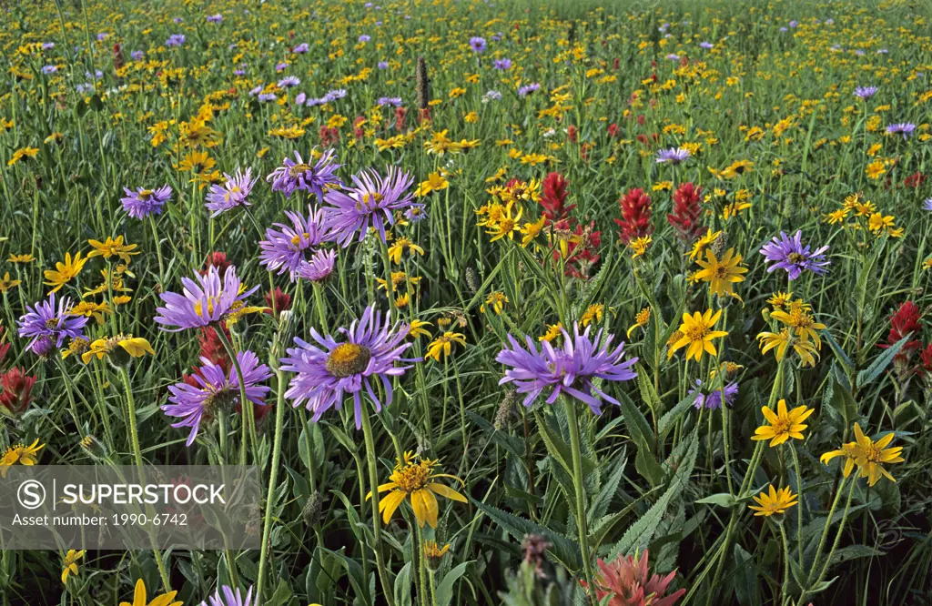 Wildflowers, Trophy Meadows, Wells Gray Provincial Park, British Columbia, Canada
