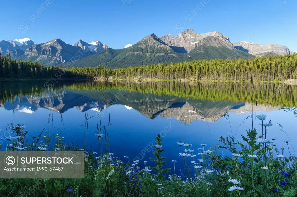 Wildflowers, Herbert Lake, Banff National Park, Alberta, Canada