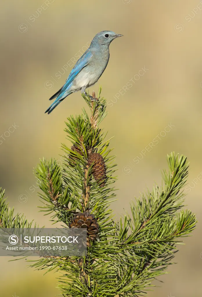 Mountain Bluebird Sialia currucoides _ Deschutes National Forest, Oregon