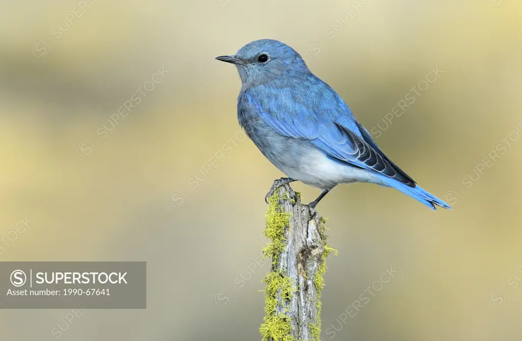 Mountain Bluebird Sialia currucoides _ Deschutes National Forest, Oregon