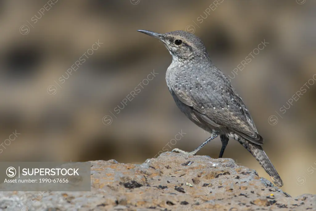 Rock Wren Salpinctes obsoletus _ Fort Rock State Park, Oregon