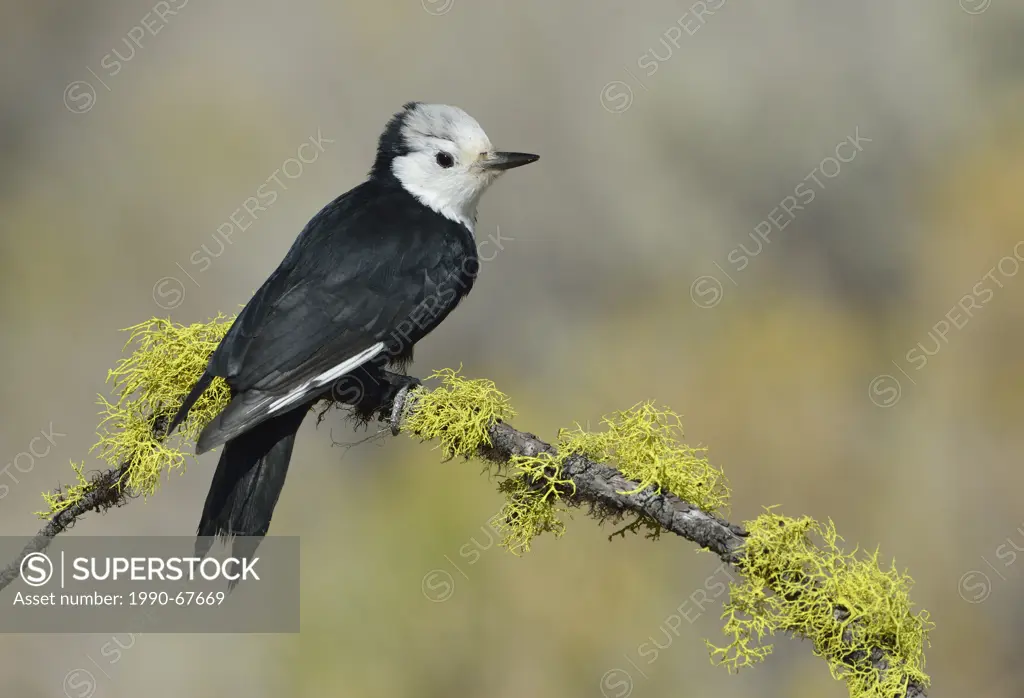 White_headed Woodpecker Picoides albolarvatus _ Deschutes National Forest, Oregon